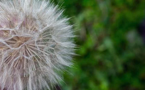 Fully formed white dandelion in the forest. Close up, top view. 스톡 사진