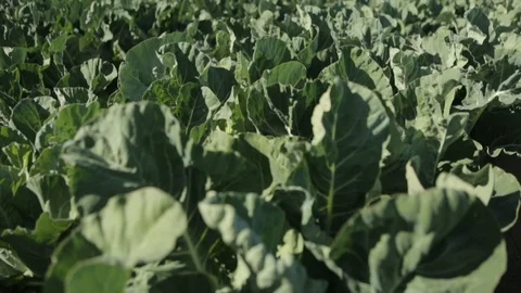 Fully Grown Cauliflower Plants Stock Footage 94643038