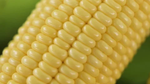 The fully grown corn is appetizing.( Close up ) Stock Footage 224359432