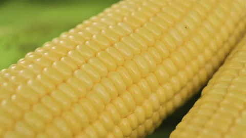The fully grown corn is appetizing.( Close up ) Stock Footage 224359483