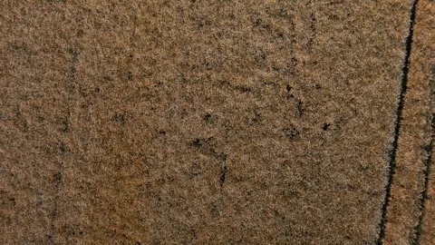 Fully grown grain in the field: Droneshot Stock Footage 246149088