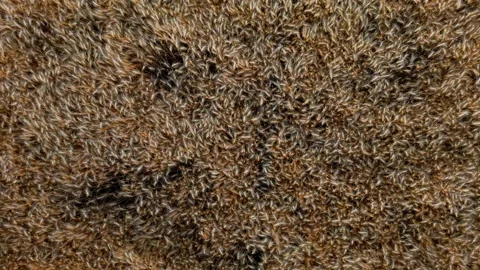 Fully grown grain in the field: Droneshot Stock Footage 246149296