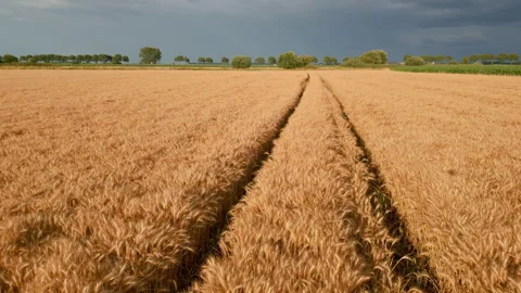 Fully grown grain in the field Stock Footage 246148988
