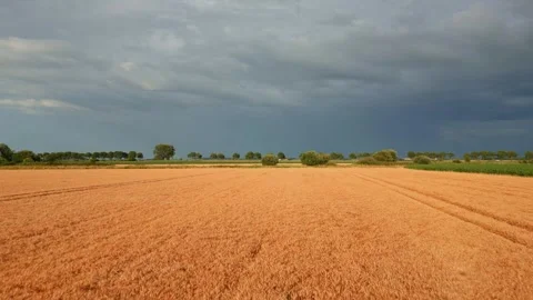 Fully grown grain in the field Stock Footage 246148993