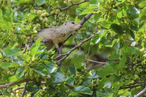 A fully grown ground squirrel (Spermophilus citellus) climbs a black mulberry Stock Photos