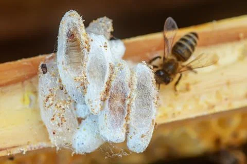 Fully-grown larvae form cocoons in comb debris, next to a honeybee, attached to Stock Photos