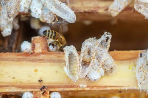 Fully-grown larvae form cocoons in comb debris, attached to frame or hive body Stock Photos