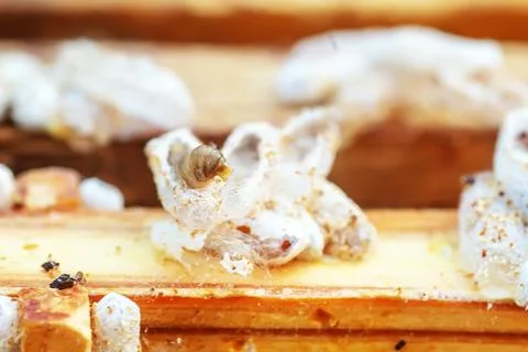 Fully-grown larvae form cocoons in comb debris, attached to frame or hive body Stock Photos