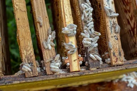 Fully-grown larvae form cocoons in comb debris, attached to frame or hive body Stock-Fotos