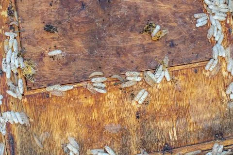 Fully-grown larvae form cocoons in comb debris, attached to frame or hive body Stock Photos