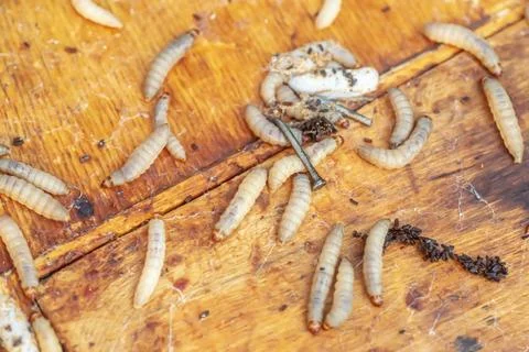 Fully-grown larvae form cocoons in comb debris, attached to frame or hive body Stock-Fotos