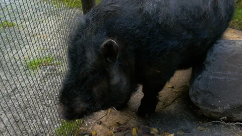 Fully grown Micro Pig scratching itself on rock Stock Footage 114665766