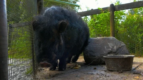 Fully grown Micro Pig scratching itself on rock Stock Footage 114668651