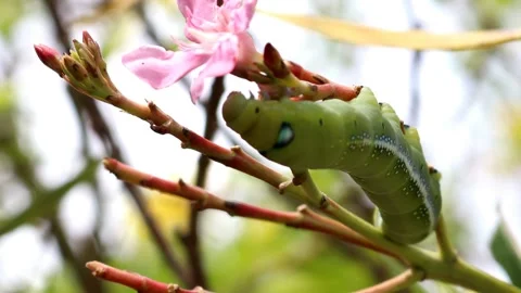 Fully grown oleander hawk moth caterpillar Video stock 280677445