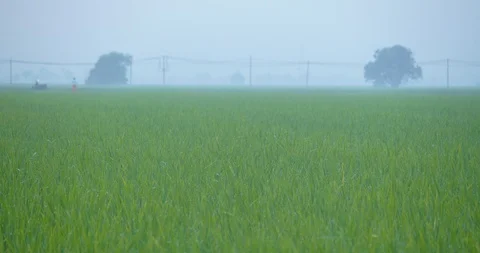Fully grown paddy dancing in wind in Sekinchan paddy fields, Malaysia Stock Footage 122114555