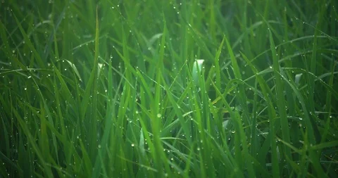 Fully grown paddy straws dancing in the wind Sekinchan, Malaysia Stock Footage 122114439