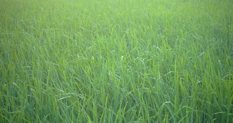 Fully grown paddy straws dancing in the wind Sekinchan, Malaysia Stock Footage 122114480