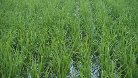 Fully grown paddy straws dancing in the wind Sekinchan, Malaysia Stock Footage 122114503