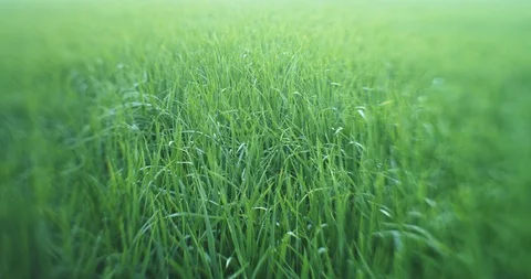 Fully grown paddy straws dancing in the wind Sekinchan, Malaysia Stock Footage 122114507