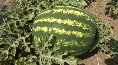 Fully-grown watermelon in the field Stock-Footage 39670925