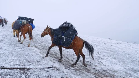 Fully loaded pack horses ascending the Gergeti glacier on the way to Mt. Vidéo 120743471