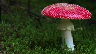 Fully Open Amanita Muscaria Fly Agaric Mushroom Green Moss Ground Sliding 4K Stock Footage