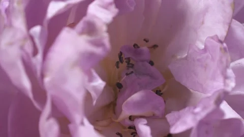 Fully open lilac rose bud with stamens. Internal structure of flower. Macro shot Stock Footage 293924533