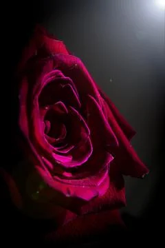 Fully open red rose on black background Stock Photos