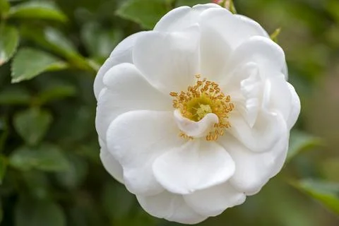 Fully open white rose with bud alongside shot in a rose garden. Stock Photos
