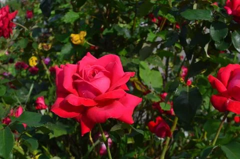 Fully opened rose against the background of green leaves Stock Photos