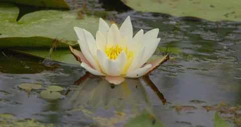 Fully opened white water lily flower on a pond Stock Footage 262552140
