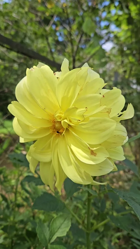 A fully opened yellow dahlia blooms in a sunny garden, its layered petals moving Stock-Footage 343551933
