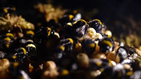 Fully Populated Bumblebee Nest – 4K Cinematic Backlight (Bombus terrestris) Stock-Footage 320671706