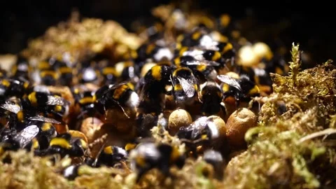 Fully Populated Underground Bumblebee Nest – 4K Cinematic (Bombus terrestris) Видео 320671705