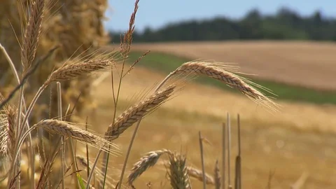 Fully ripe field high crops close up Stock Footage 78088599