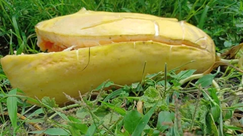 Fully Ripe Split Oriental Melon Hidden In Green Grass On Farm Ground Close Up Video stock 342316110