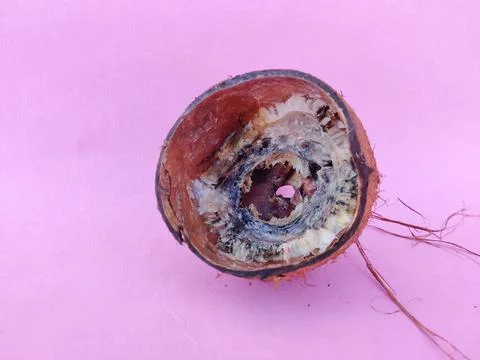Fully rotten half coconut shell isolated on pink background. Stock Photos