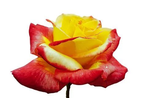 Fully uncovered, two-tone with many shades lovely rose plant flower, isolated Stock Photos