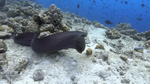 The fully visible giant moray eel scared and swims away Video stock 119284056