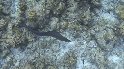 The fully visible giant moray eel swims over the coral reef Stock Footage 119284326