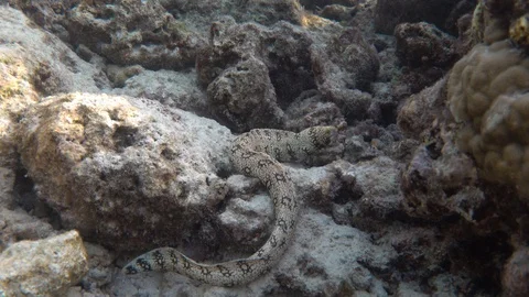 The fully visible snowflake moray swims away. Maldives Video stock 119495895