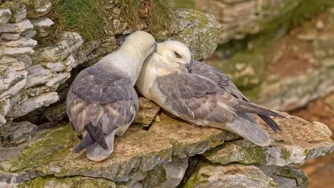 Fulmar Bird Pair resting on cliff top ledge. Stock Footage 110856286