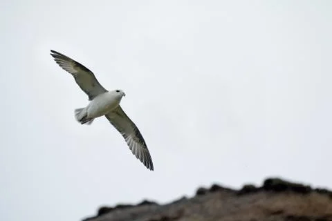Fulmar flying by Cliffs. Stock Photos