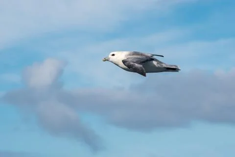 Fulmar flying Stock Photos