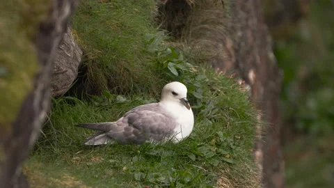Fulmar Moving Head on Cliff Edge 動画素材 198169857