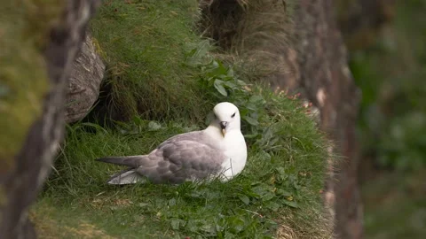Fulmar Moving Head Slow Motion (120fps 4k) 動画素材 198171373