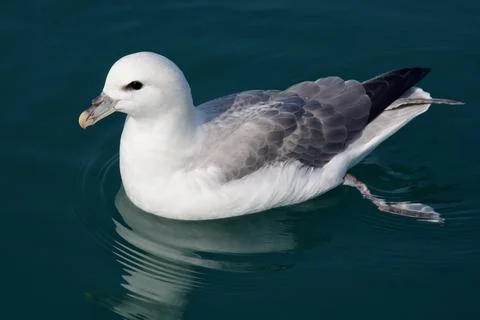 Fulmar Petrel Stock Photos