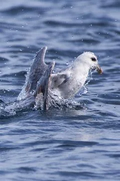 Fulmar rising to the surface Stock Photos
