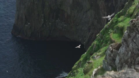 Fulmars fly close to grassy cliffs where they nest on St Kilda, Scotland Stock Footage 229619474