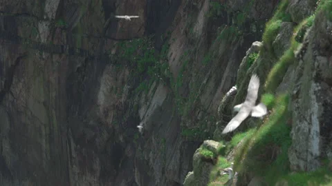Fulmars flying next to the grassy, sheer cliffs of St Kilda, Scotland Stock Footage 229543238